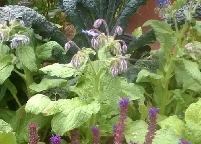 Hotel Hortus Conclusus